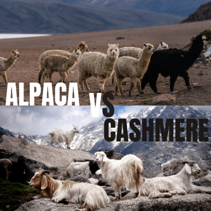 ALPACA VS CASHMERE